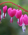 Bleeding Heart Alien